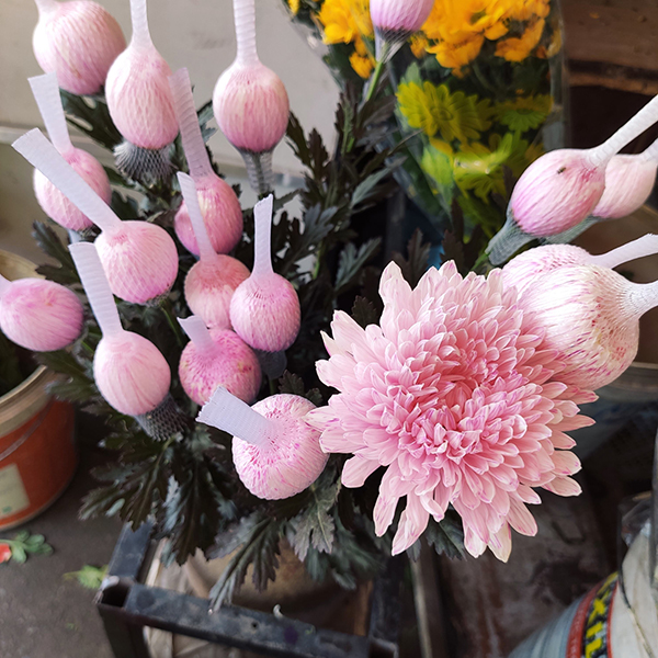 Hoa cúc lưới (hồng)